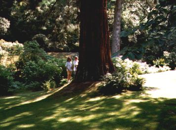 Mammuttr i Bodnant Garden