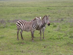 Zebraer i Ngorongoro.