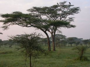 Marabustorke tidlig morgen i Serengeti.
