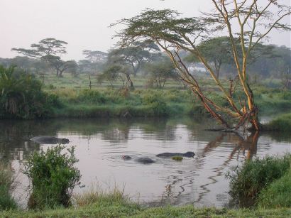 Flodheste i Serengeti.