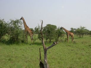 Giraffer i Serengeti.