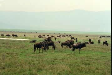 Gnuer i hundredvis i Ngorongoro.
